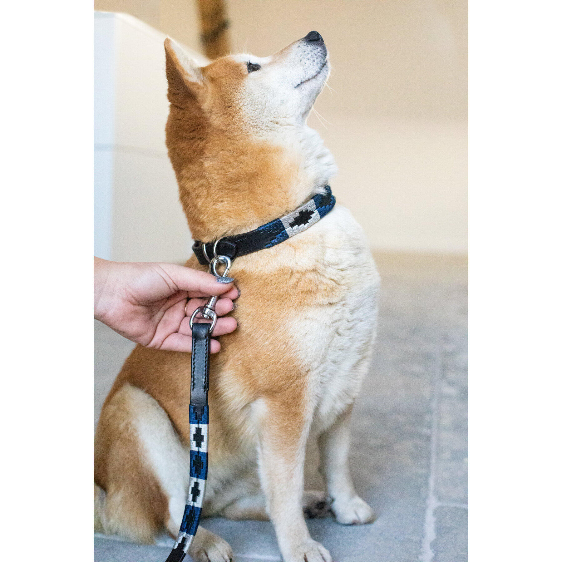 Guinzaglio per cani HFI Polo 2/3