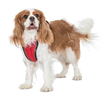 Trespass MINI TANKED Hundegeschirr XXS/XS
