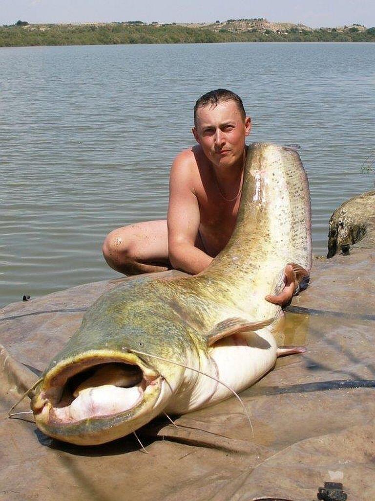 Krętlik matowy z agrafką Monster Cat Monster Cat 2/0 / 60 kg / 5 szt 2/2