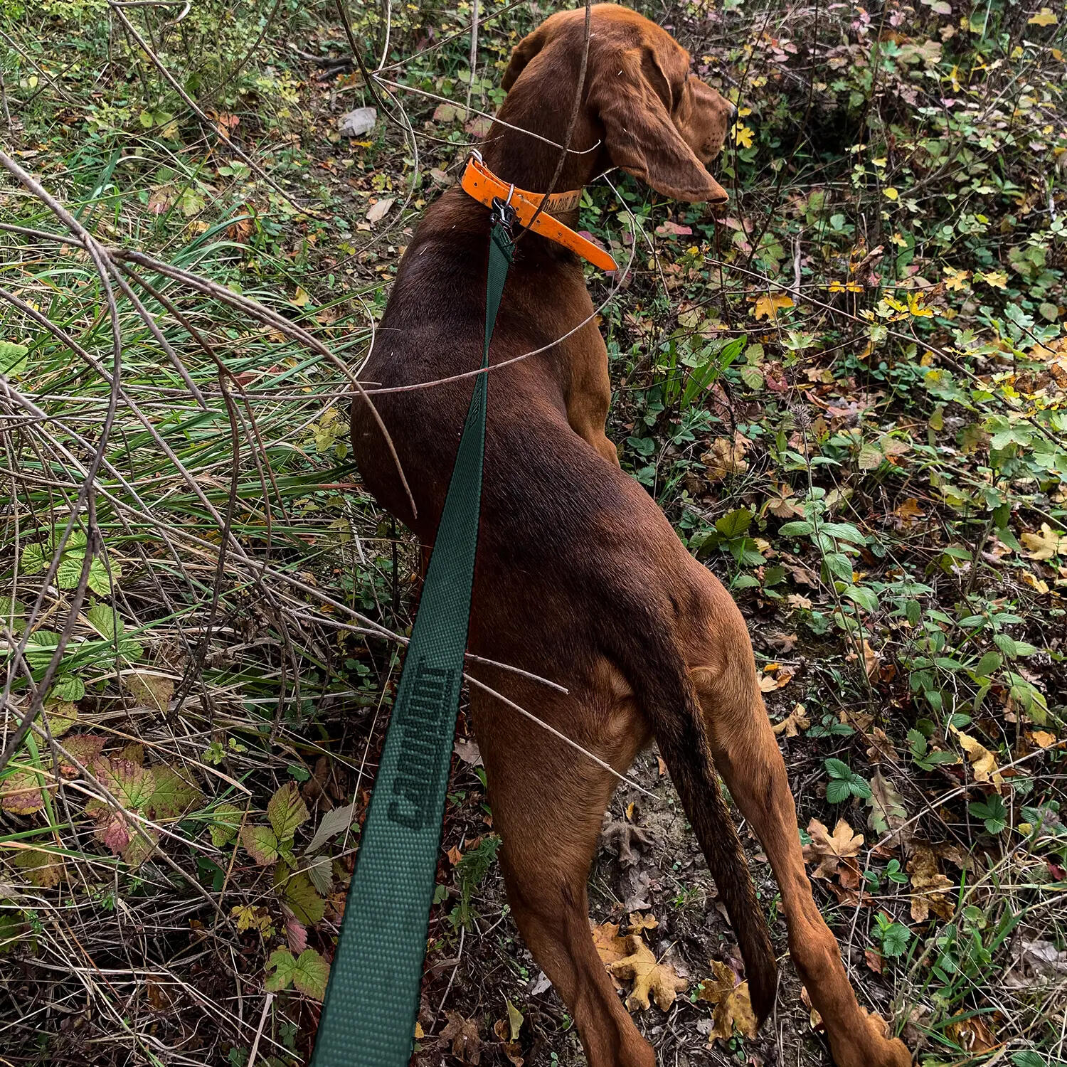 Laisse simple HUNTER FIRST 120cm vert 3/5