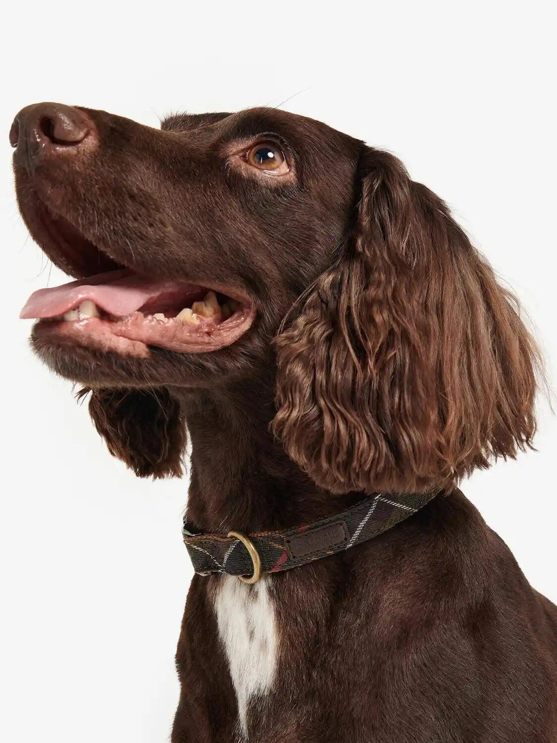 Collier Barbour pour chien 1/5