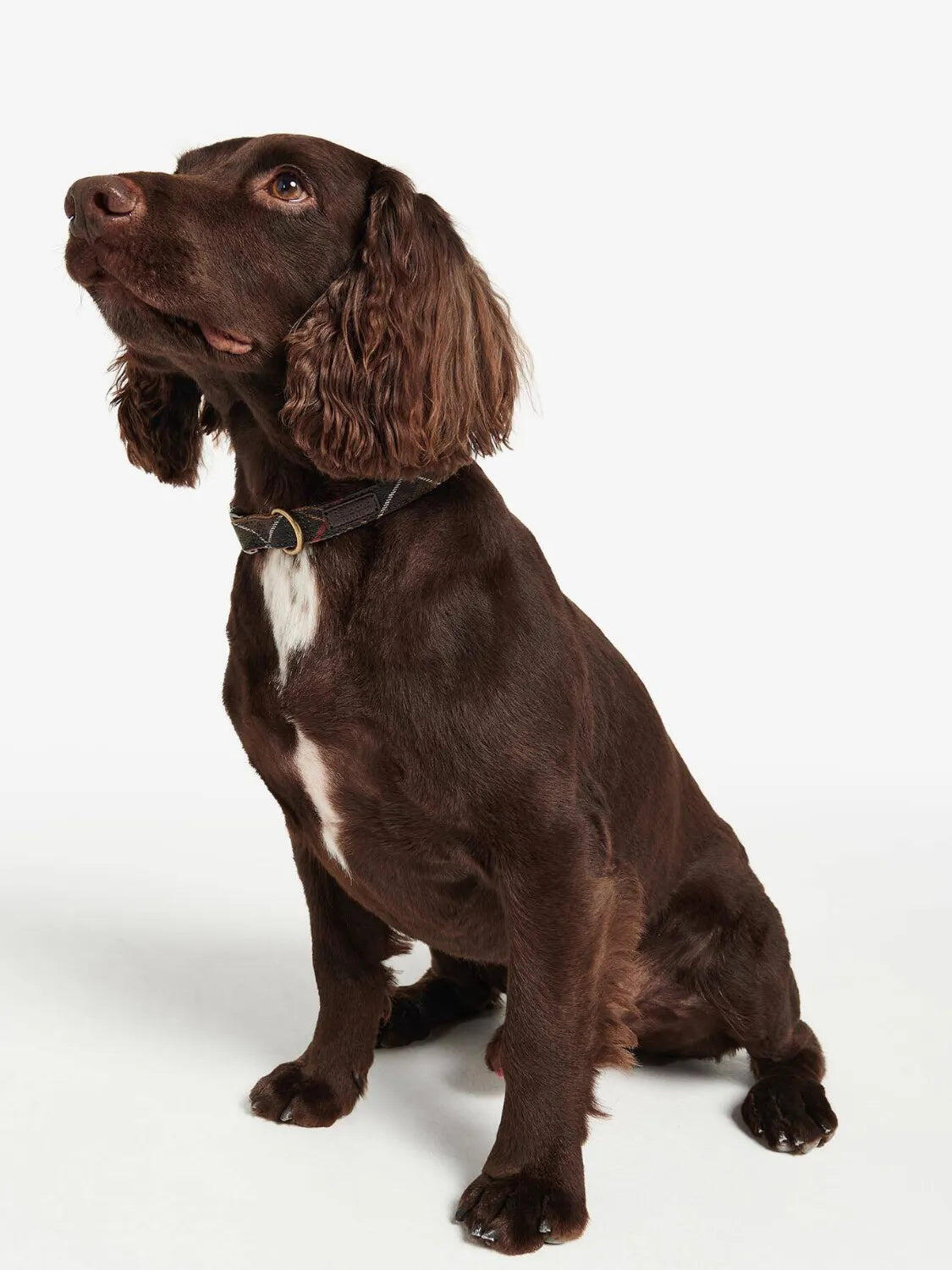 Collier Barbour pour chien 2/5
