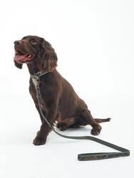 Laisse Barbour pour chien