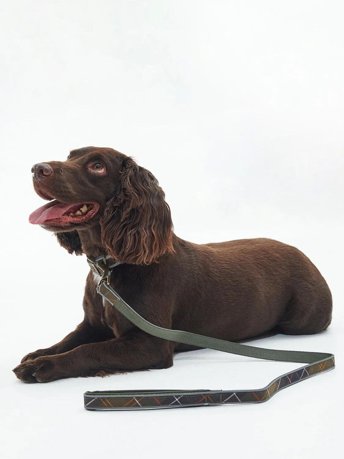 Laisse Barbour pour chien 2/3