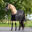 Căptușeală exterioară Imperial Riding Mesh 0g