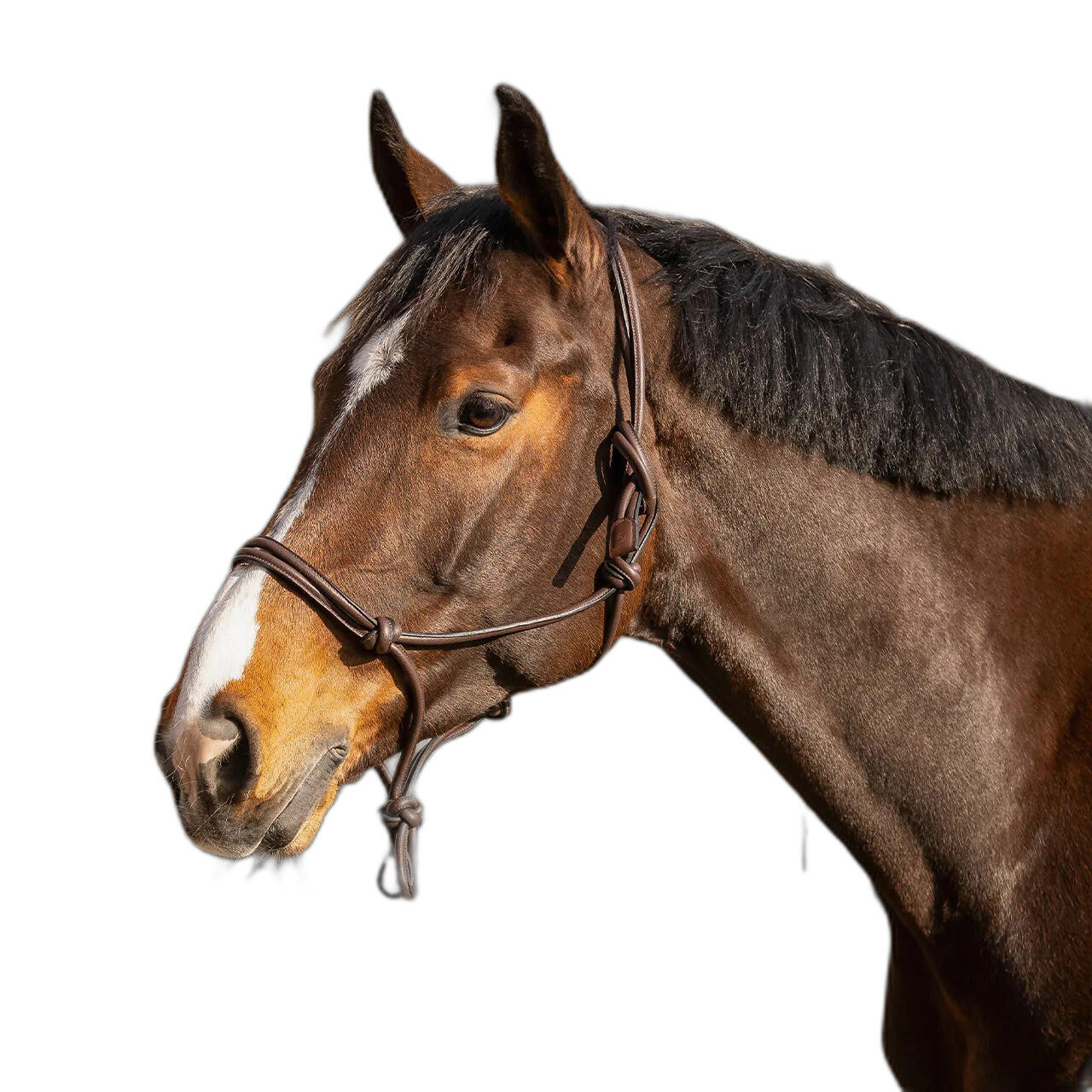 Licol pour cheval corde au cou QHP Liberta 3/4