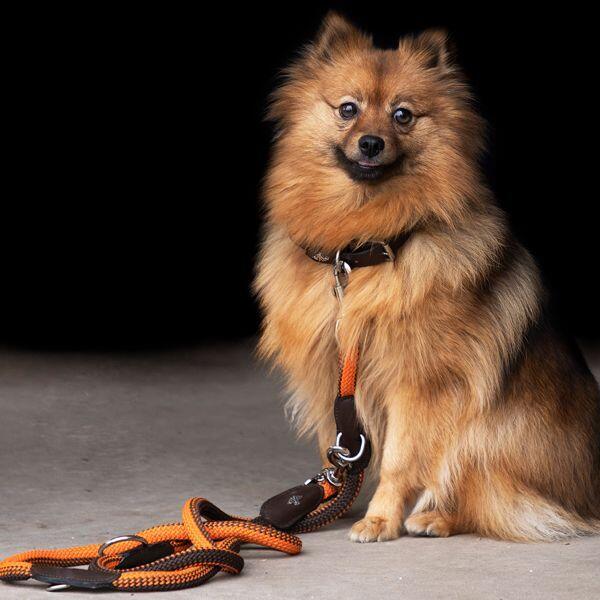 Collare per cani HV Polo Franka Rope 2/2