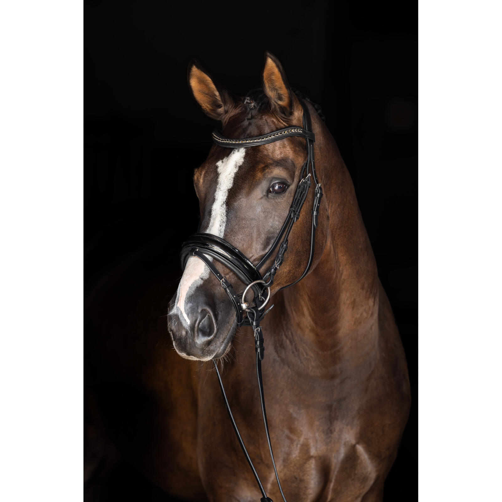 Licol pour cheval Covalliero 2/2