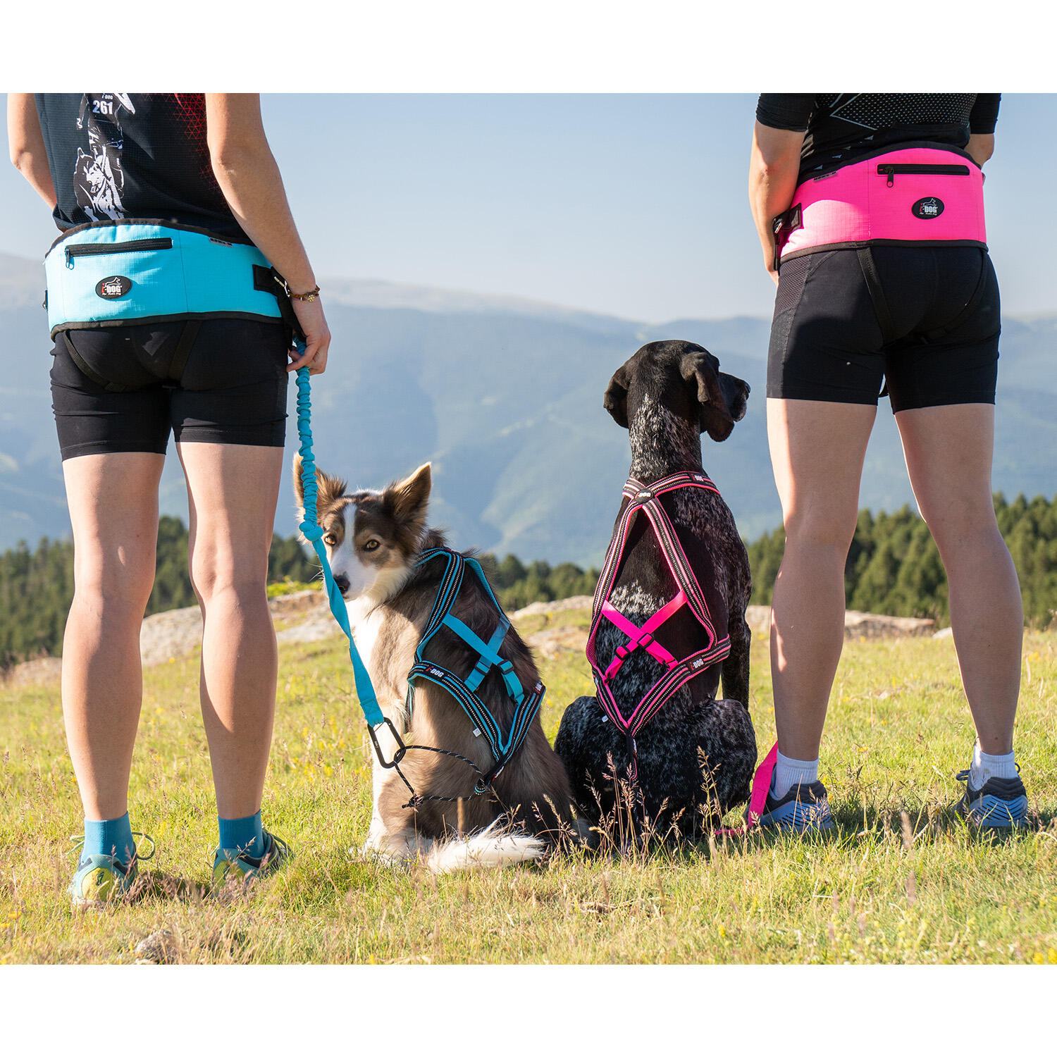 Produttore Di Imbracature Per Cani | Opzioni Personalizzate Ed