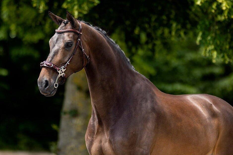 Cabezadas anatómicas BR Equitation Lydney 5/6