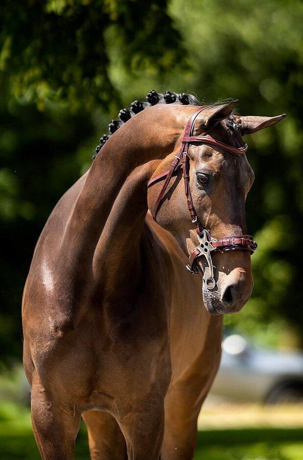 Cabezadas anatómicas BR Equitation Lydney 4/6