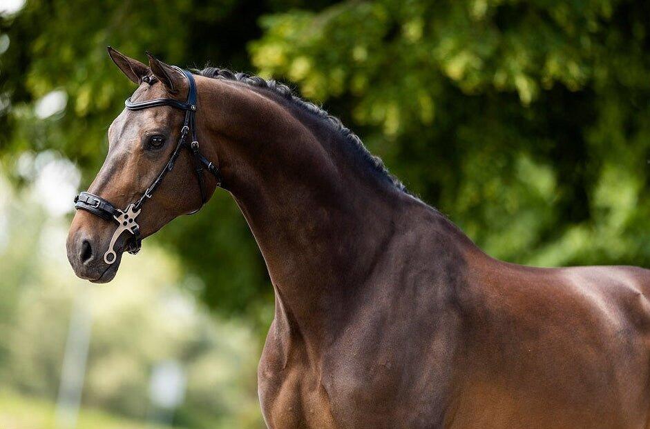 Cabezadas anatómicas BR Equitation Lydney 6/6