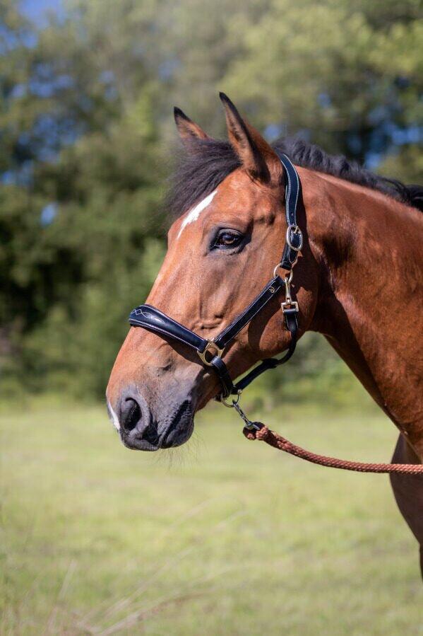 Cabestro de cuero para caballo Dy'on 5/6