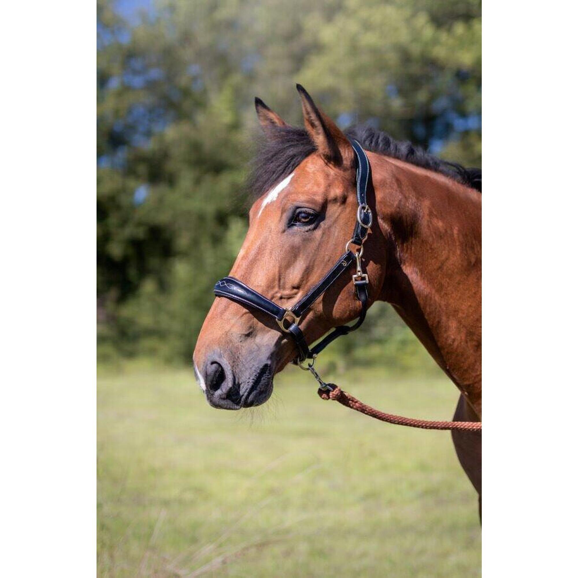 Dy'on Leather Head Collar D-collection Bruin -
