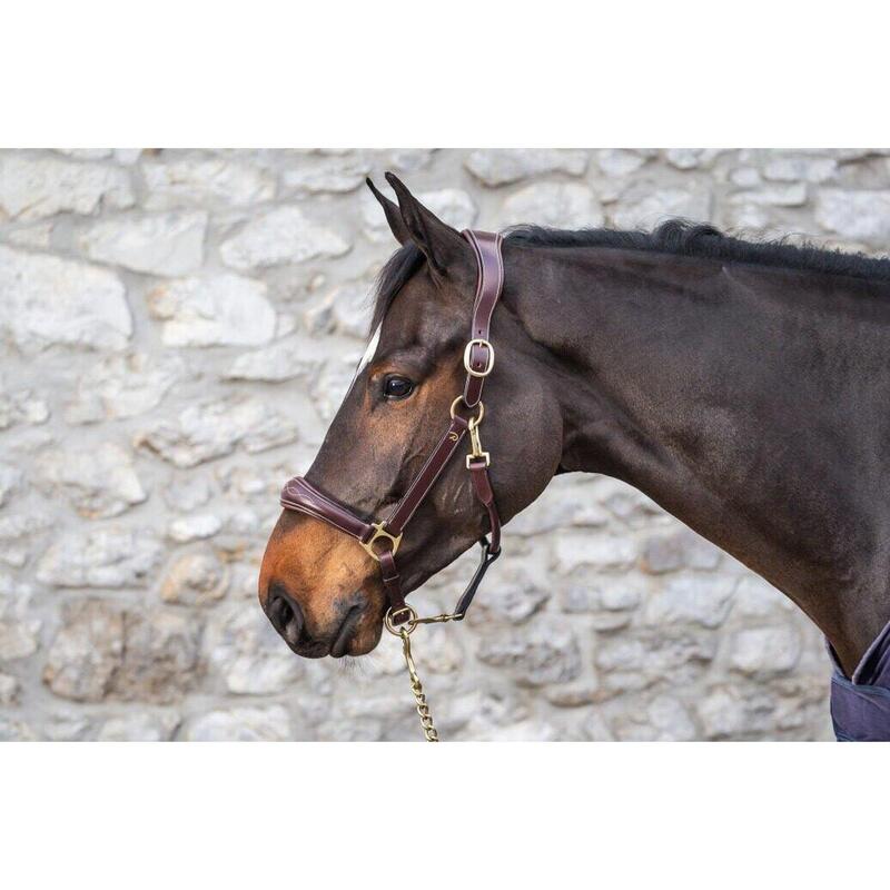 Dy'on Leather Head Collar D-collection Zwart -