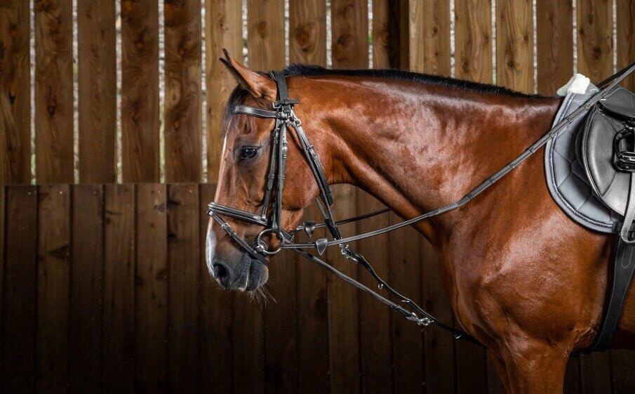 Accessoire de bridon pour cheval nylon Dy'on Gogue 4/5