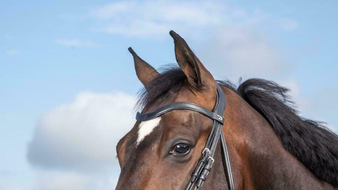 Frontal a V in cuoio per cavallo Dy'on 4/4
