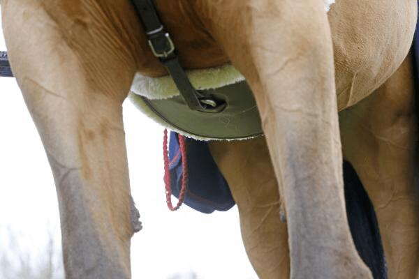 Sangle Bavette Sheepskin - Kentucky 6/6