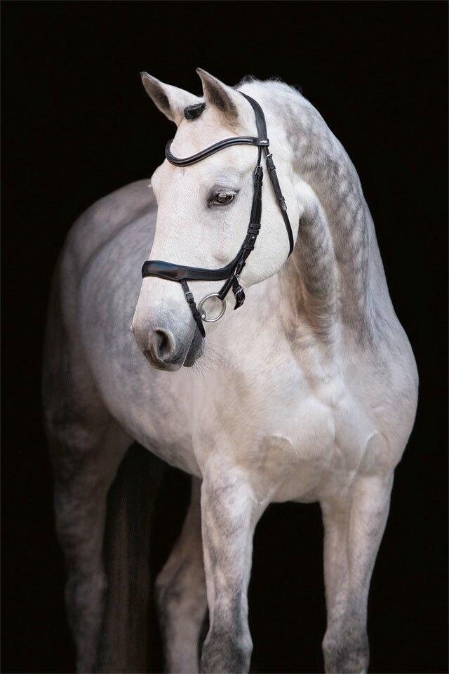 Bridon équitation anatomique Schockemöehle Equitus Alpha 4/6