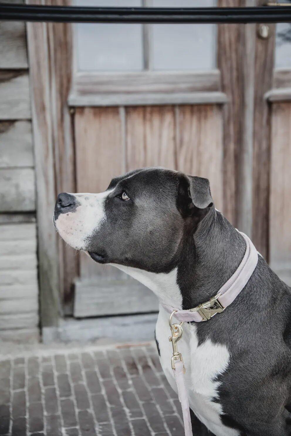 Collier pour chien Velvet - Kentucky 4/7