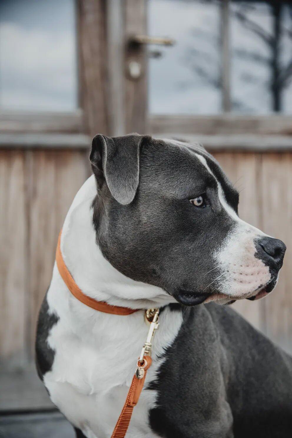 Collare per cani Kentucky Velvet 5/7