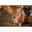 Dy'on Breastplate D Collection Bruin -