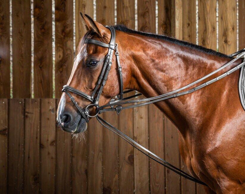 1/2 redini di cuoio per cavalli Dy'on Hunter 4/6