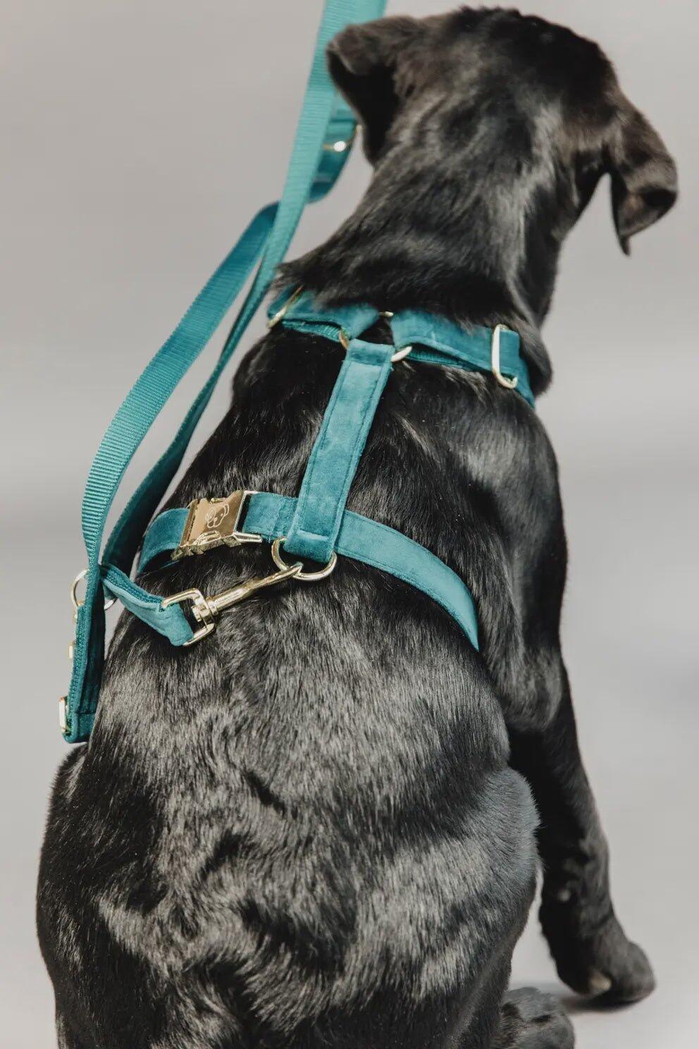 Dog leash Kentucky Velvet 200 cm 2/7