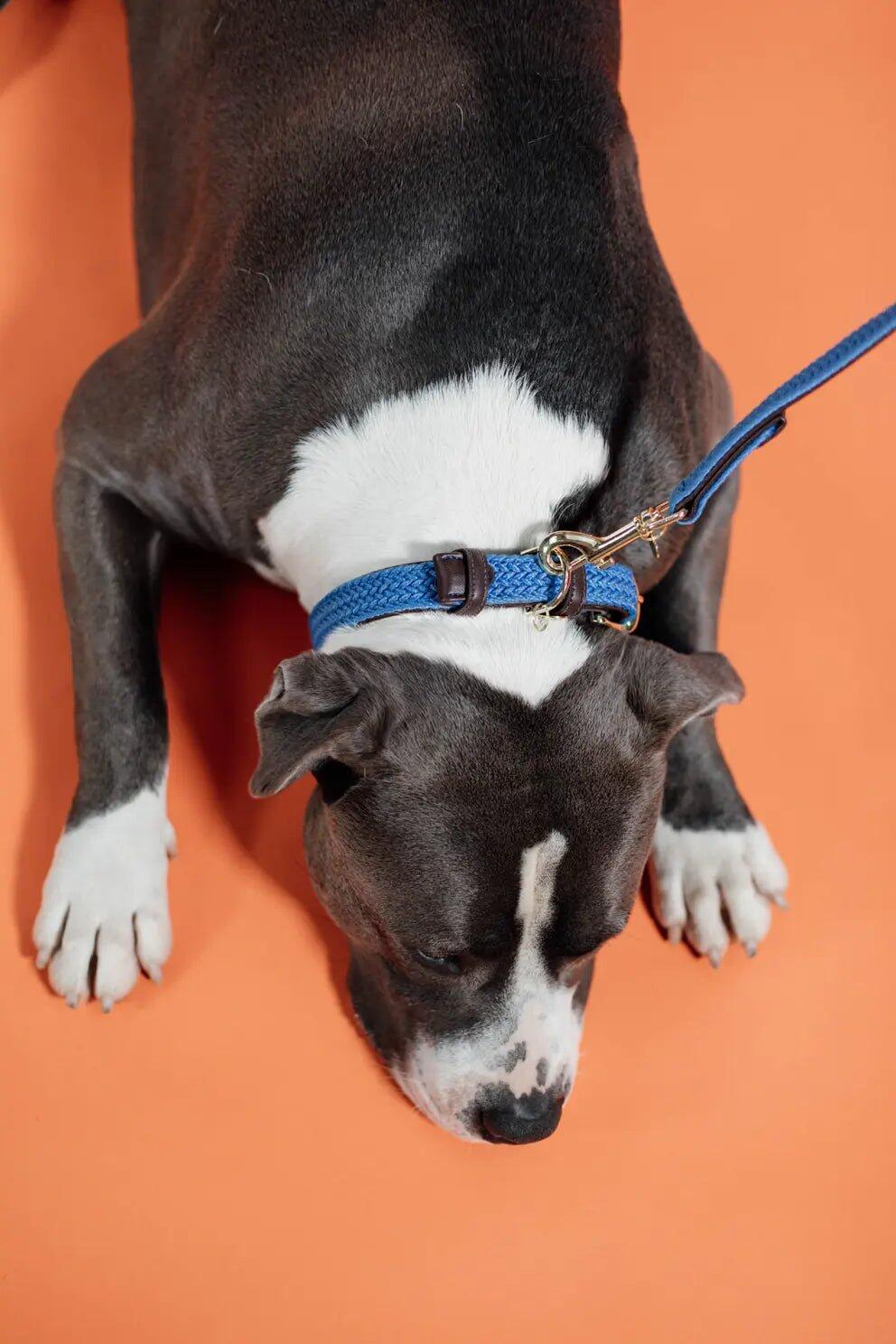 Collare per cane in nylon intrecciato Kentucky 2/7