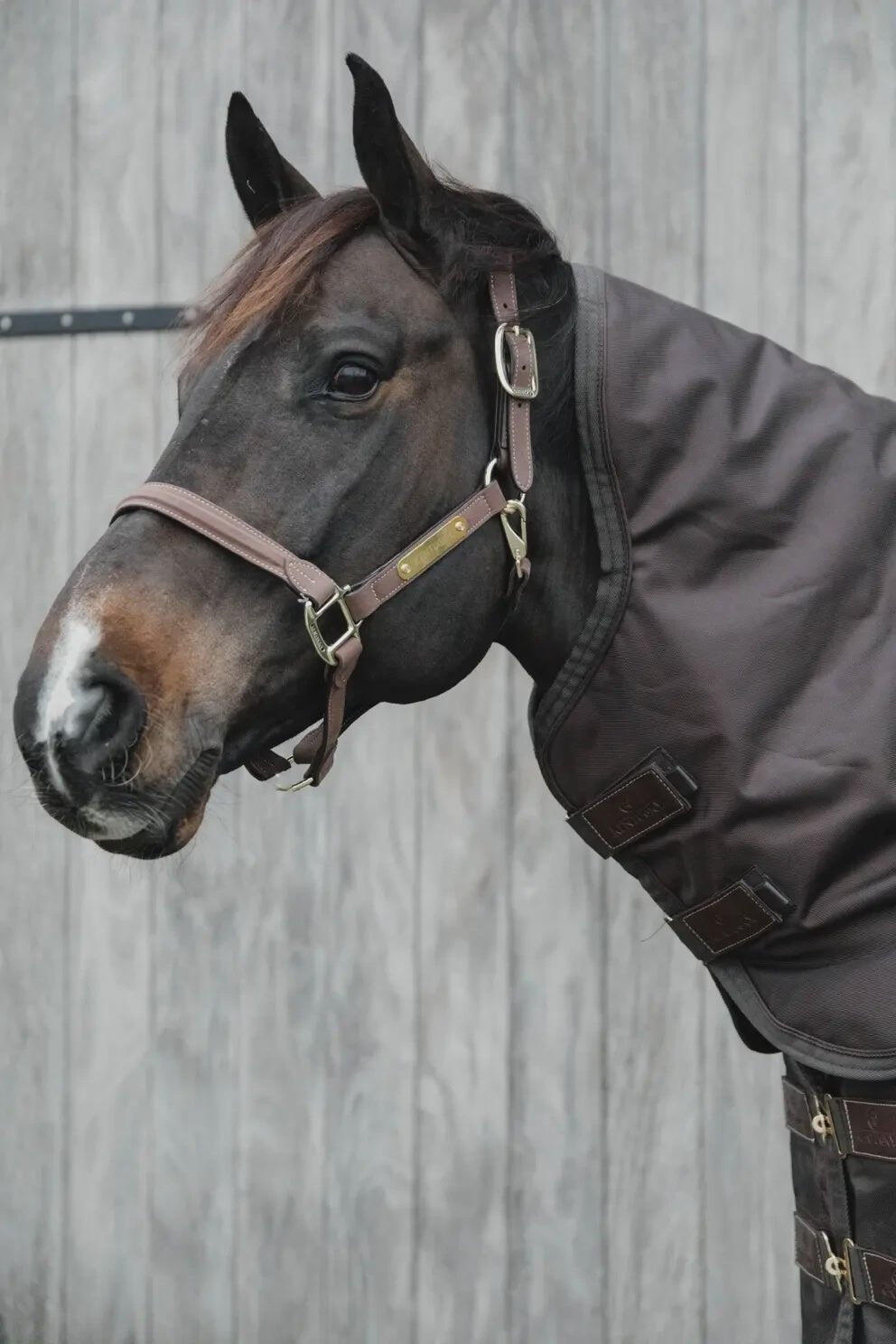 Kentucky Neck All Weather Pro Bruin - 6/7