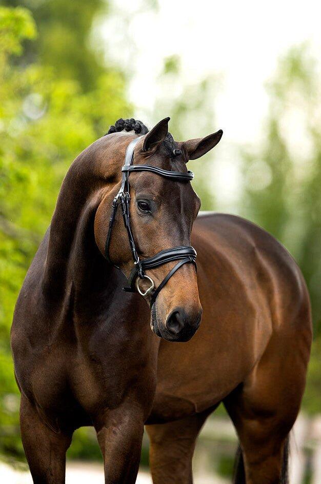 Briglie anatomiche per l'equitazione BR Equitation Luton 3/4