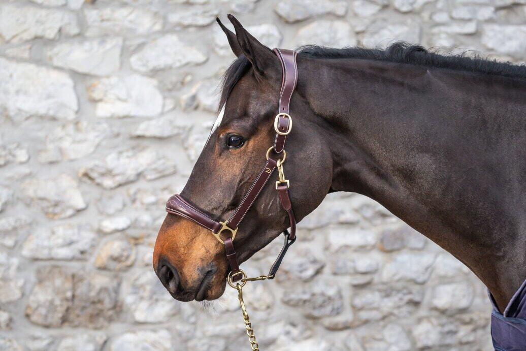 Licol cuir pour cheval Dy'on 6/7