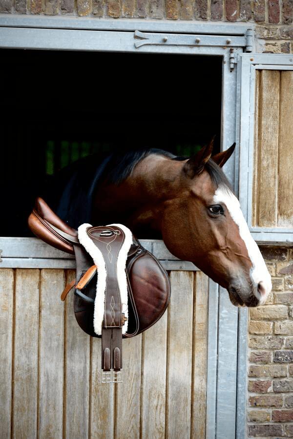 Sangle anatomique pour cheval mouton Kentucky 5/7