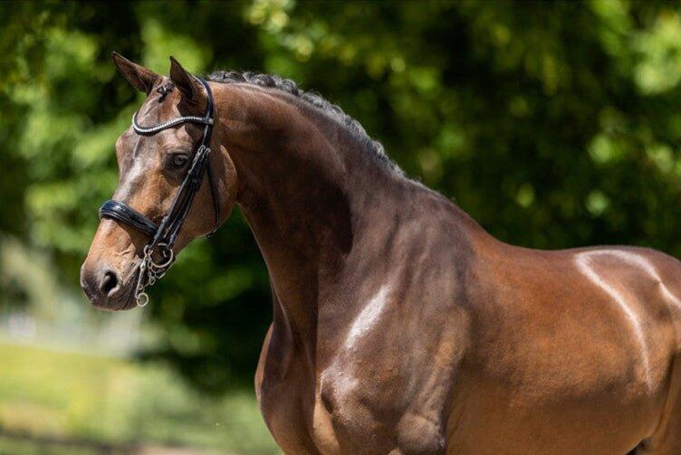 Briglie anatomiche per l'equitazione BR Equitation Keswick 3/3