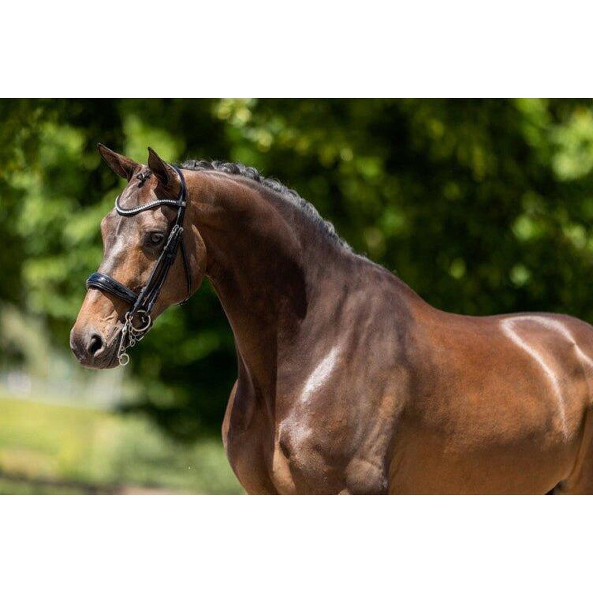 Bride anatomica BR Equitation Keswick