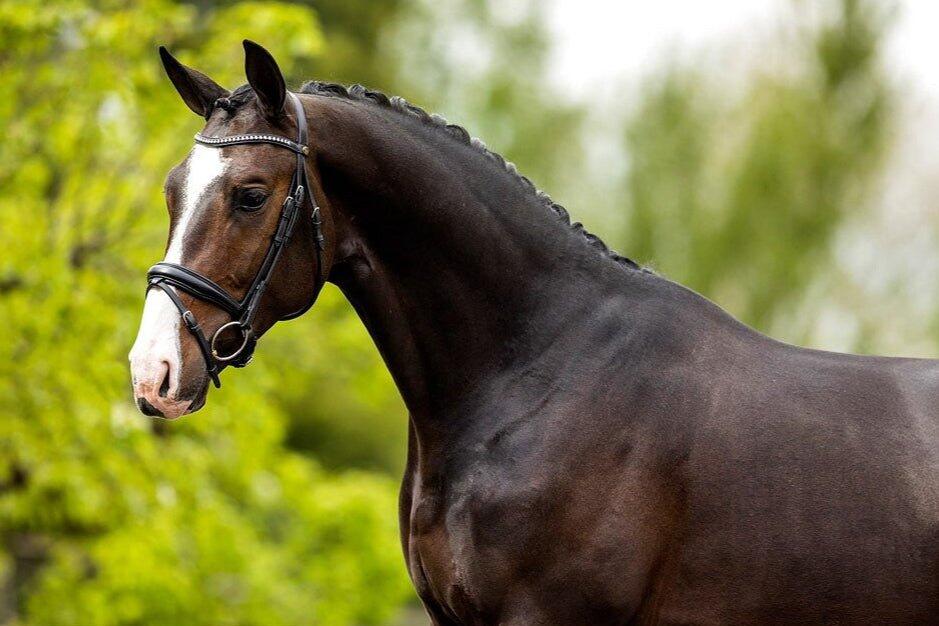 Anatomische hoofdstellen BR Equitation Southam 4/6