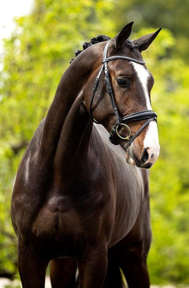 Cabezadas anatómicas BR Equitation Southam 5/6