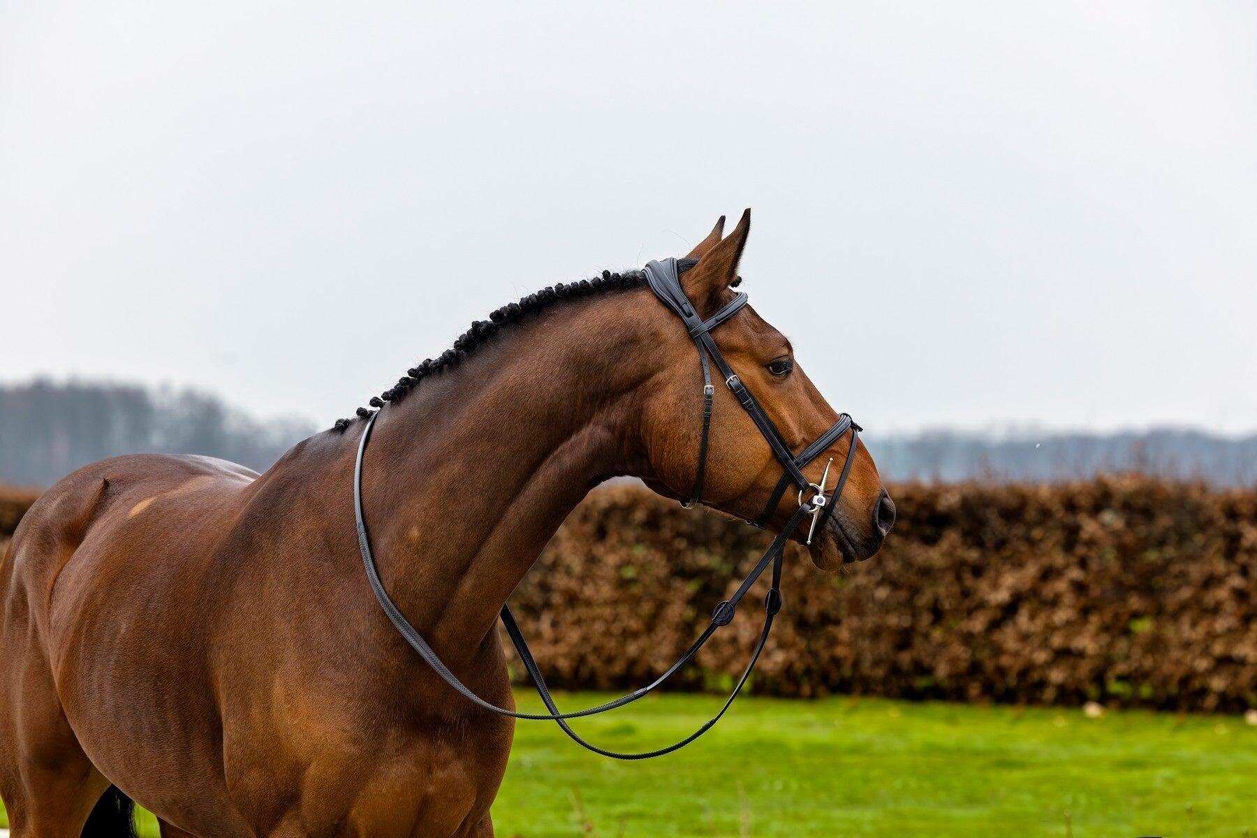 Trust Geneva Combined Noseband Hoofdstel Zwart - 5/7