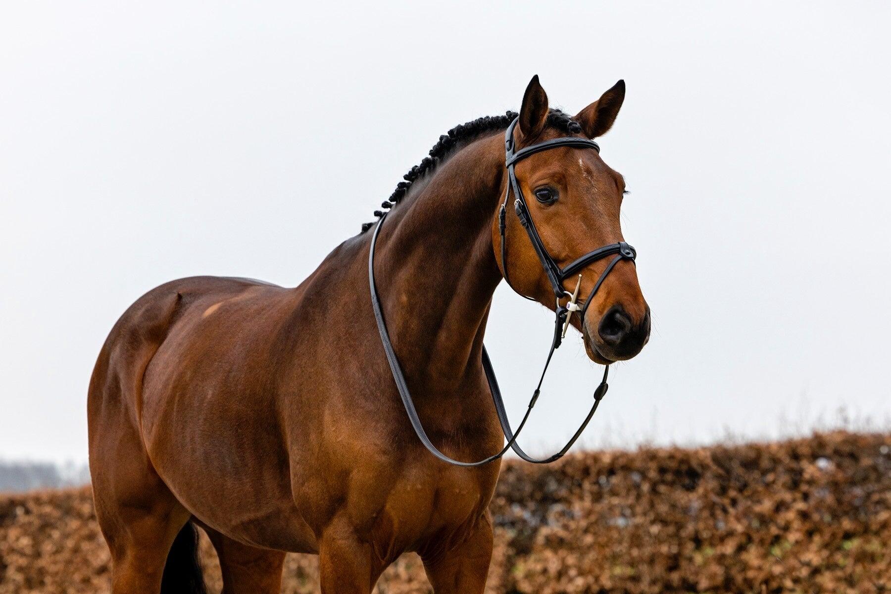 Trust Geneva Combined Noseband Hoofdstel Zwart - 6/7
