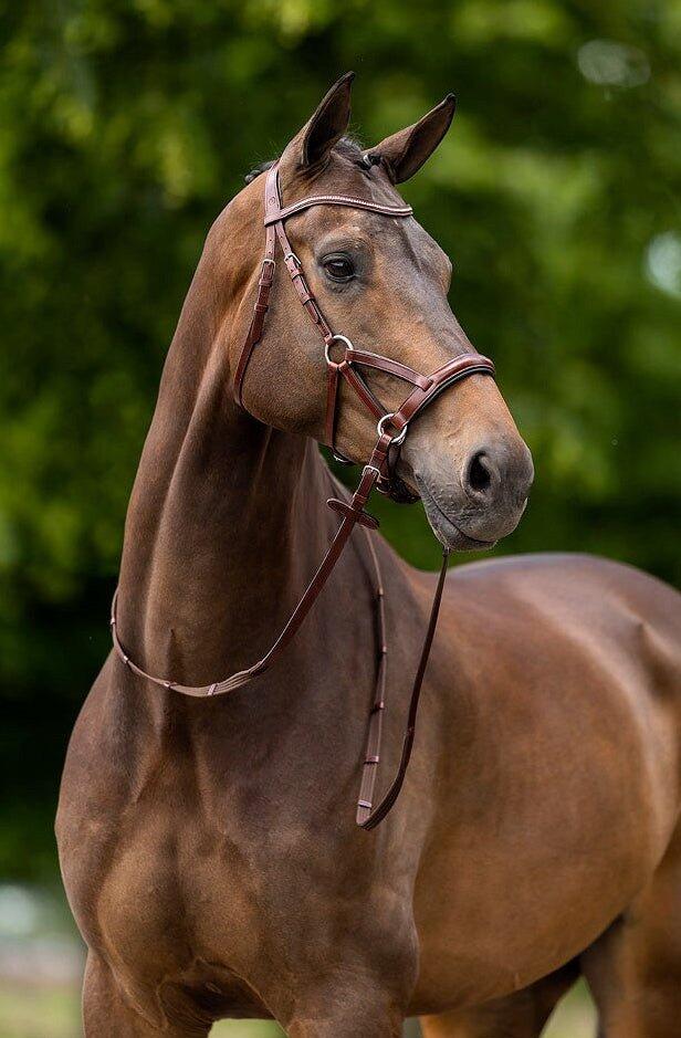 Cabezadas anatómicas BR Equitation Lewes 4/5