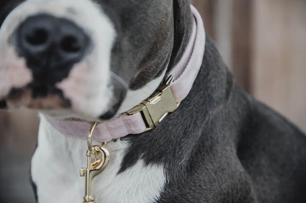 Collier pour chien Velvet - Kentucky 3/7