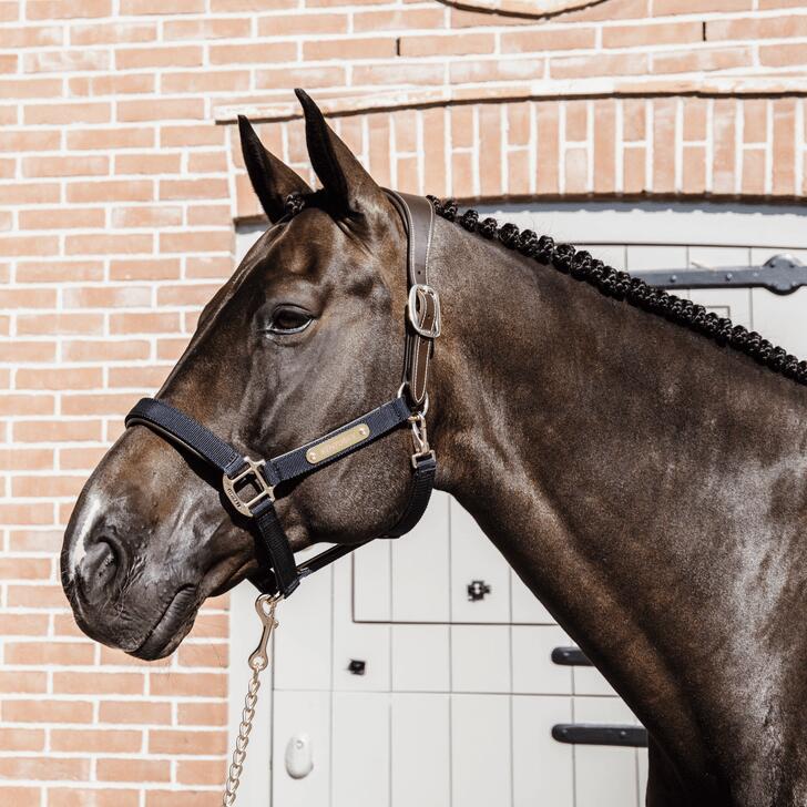 Anatomic nylon halter navy cob 5/7
