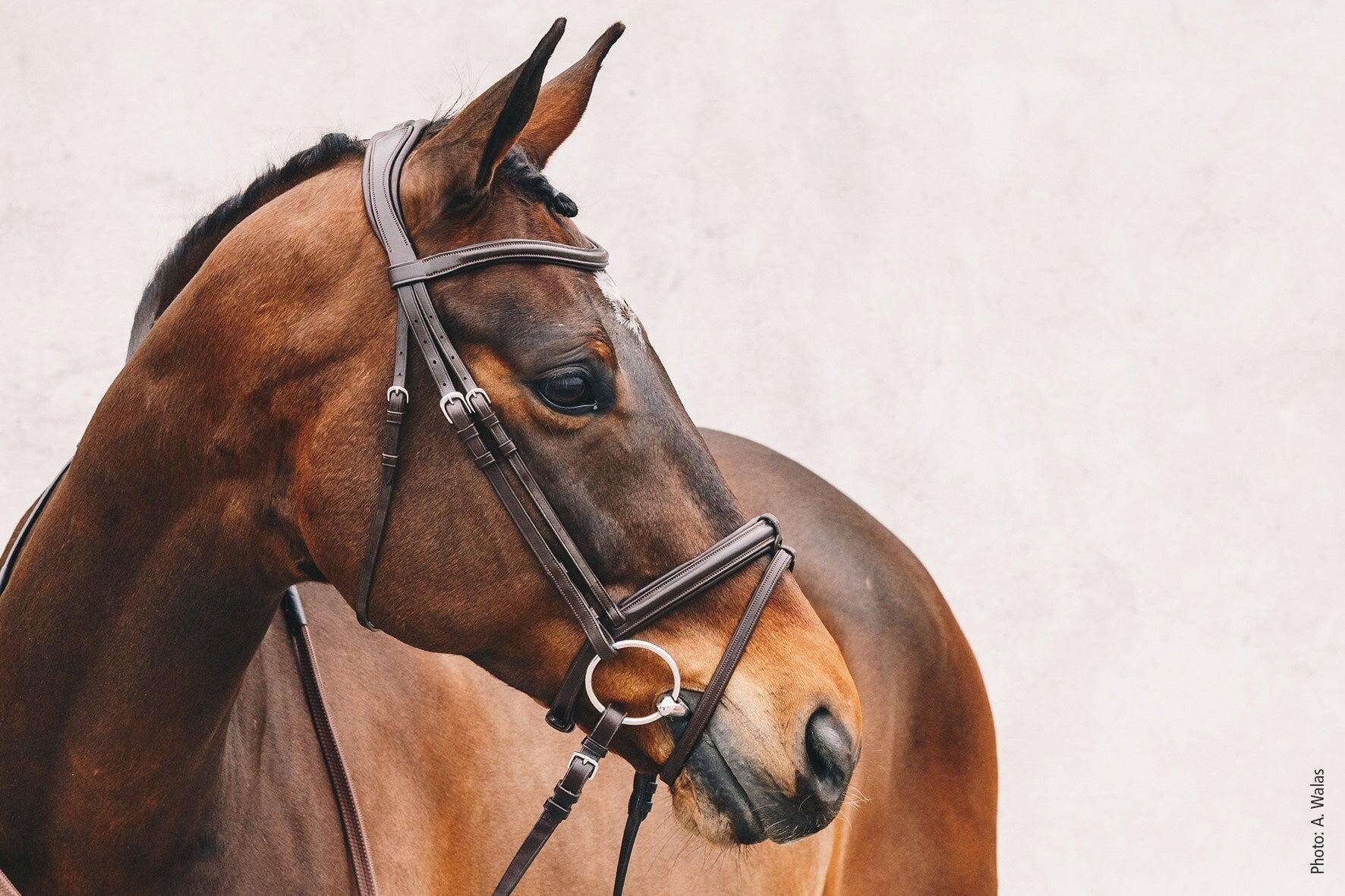 Anatomisch paardrijg bridle Schockemöhle Tokyo Select 3/4