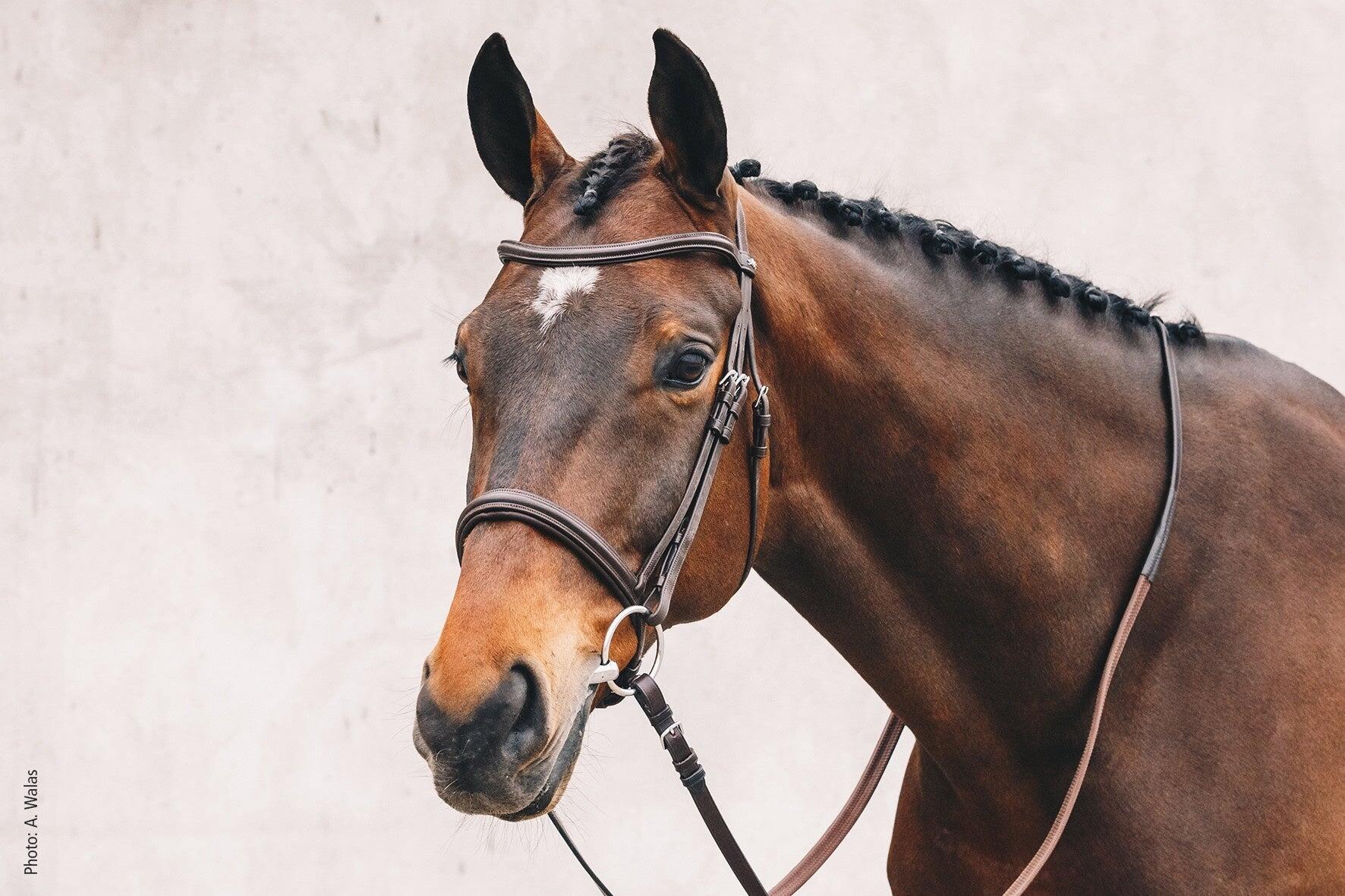 Anatomisch paardrijg bridle Schockemöhle Tokyo Select 2/4