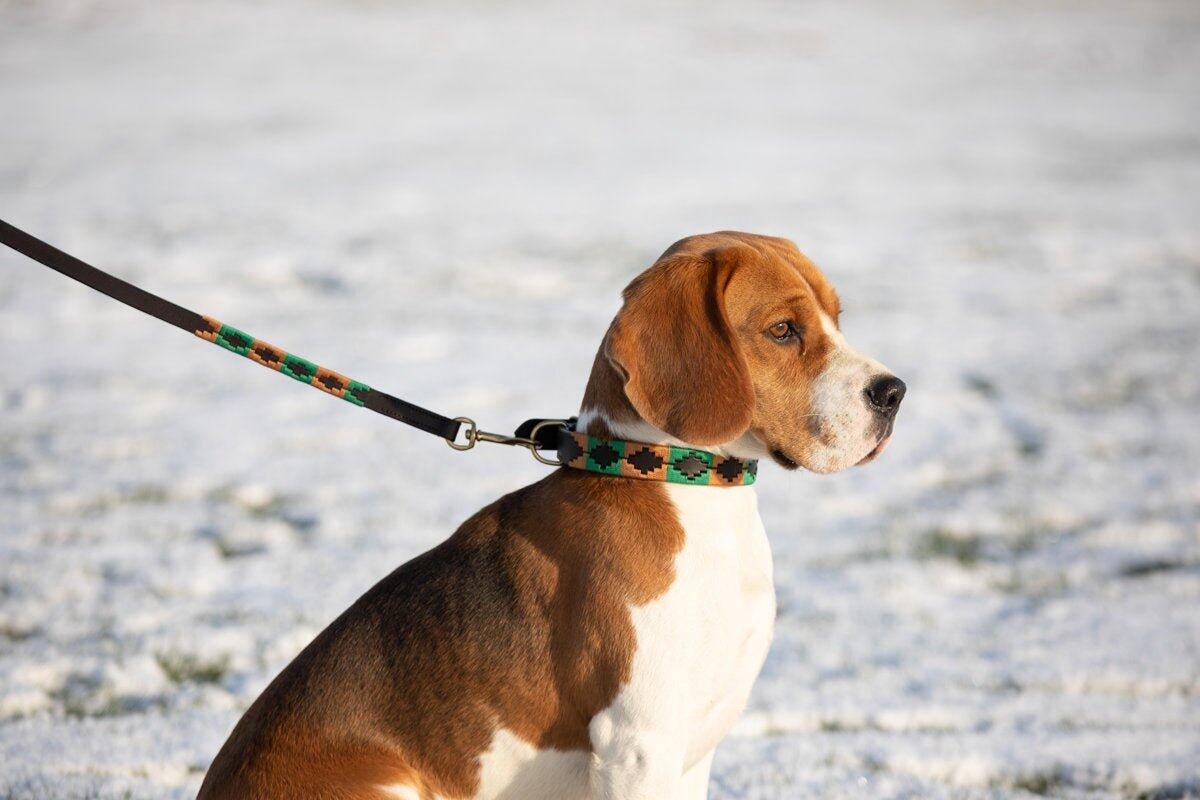 Guinzaglio per cani HFI Polo 3/3