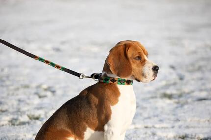 Laisse pour chien HFI Polo