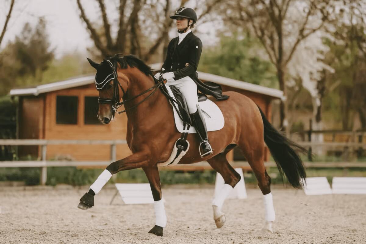Sangle d'équitation courte mouton Kentucky 4/5