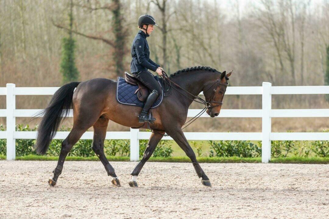 Redini per cavallo in pelle totale Dy'on Working 3/5