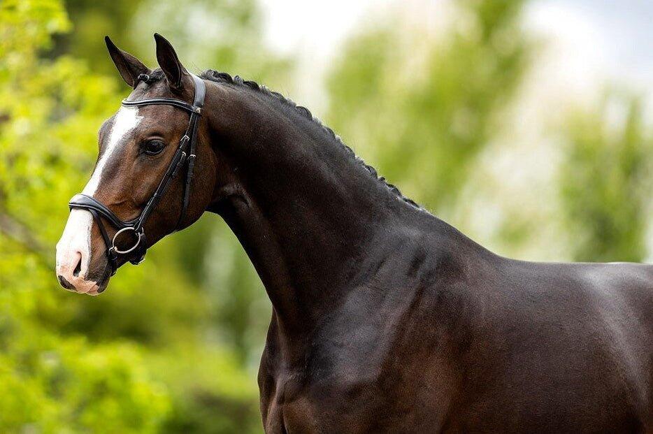 Briglie anatomiche per l'equitazione BR Equitation Longridge 3/4