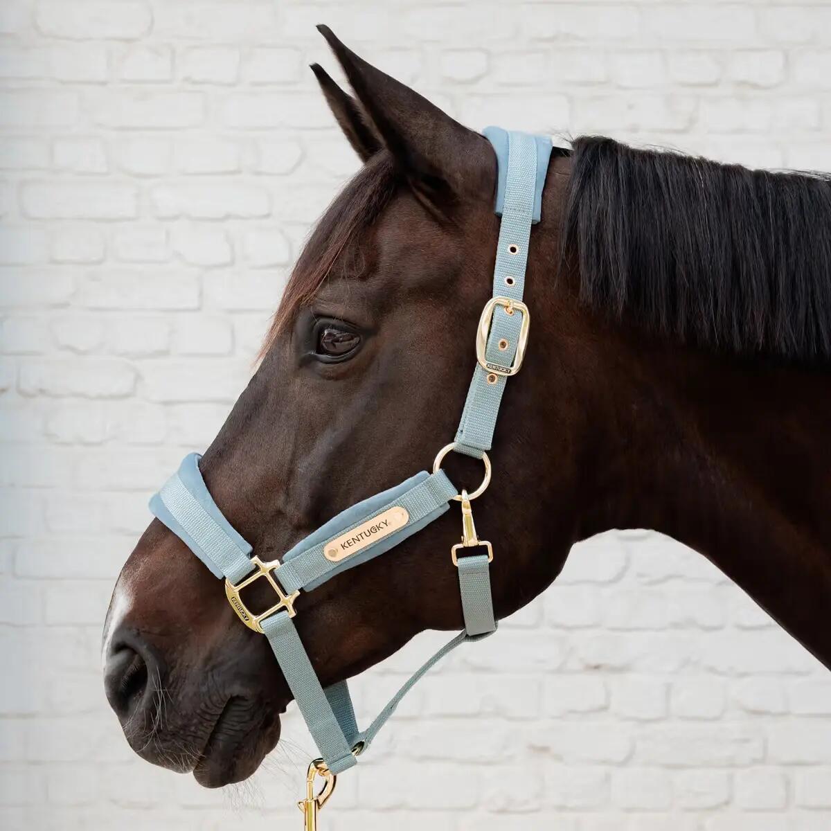 Velvet halster lichtblauw shetland pony 2/3
